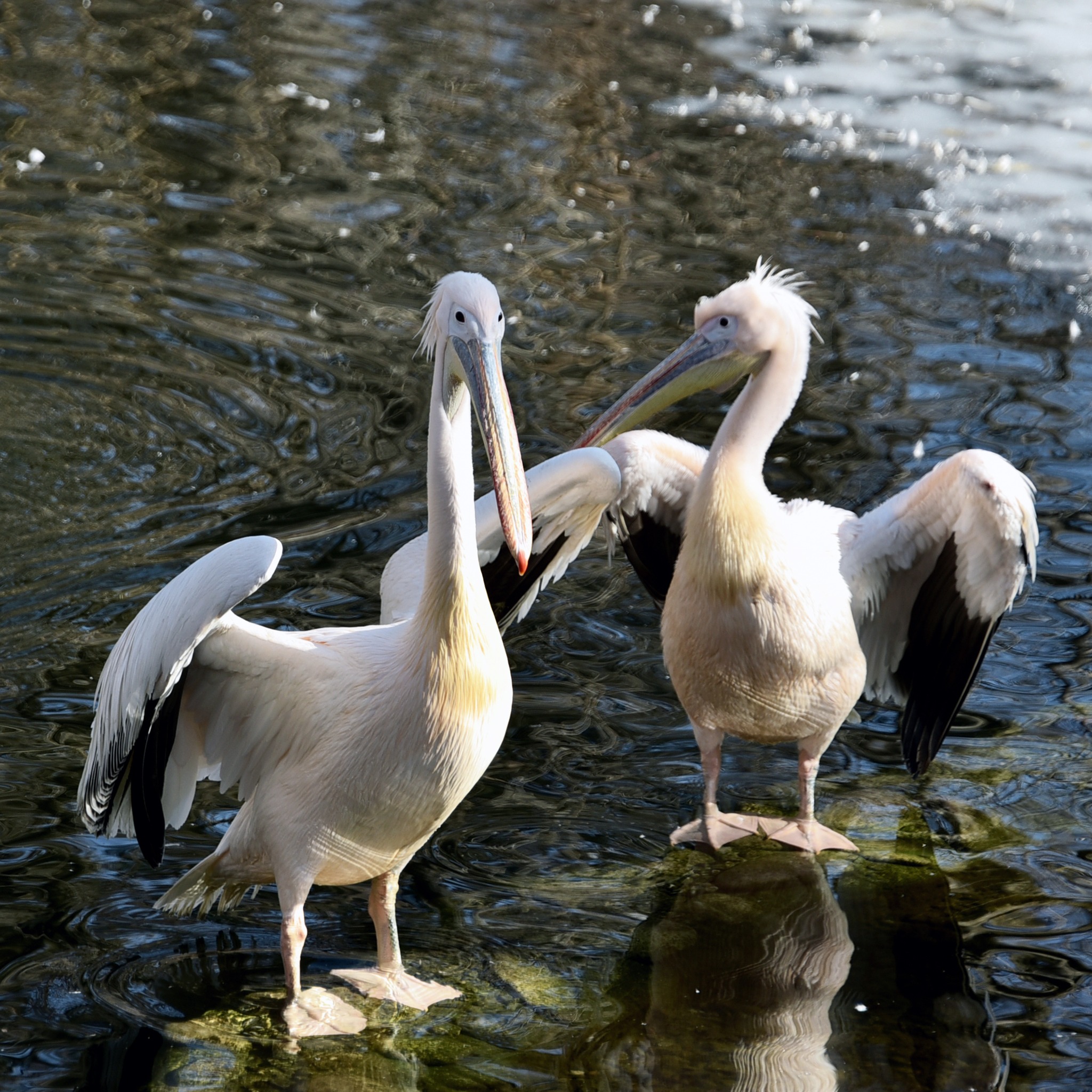 Сезон весняних переселень у КиївЗоо: пелікани повернулися на озеро