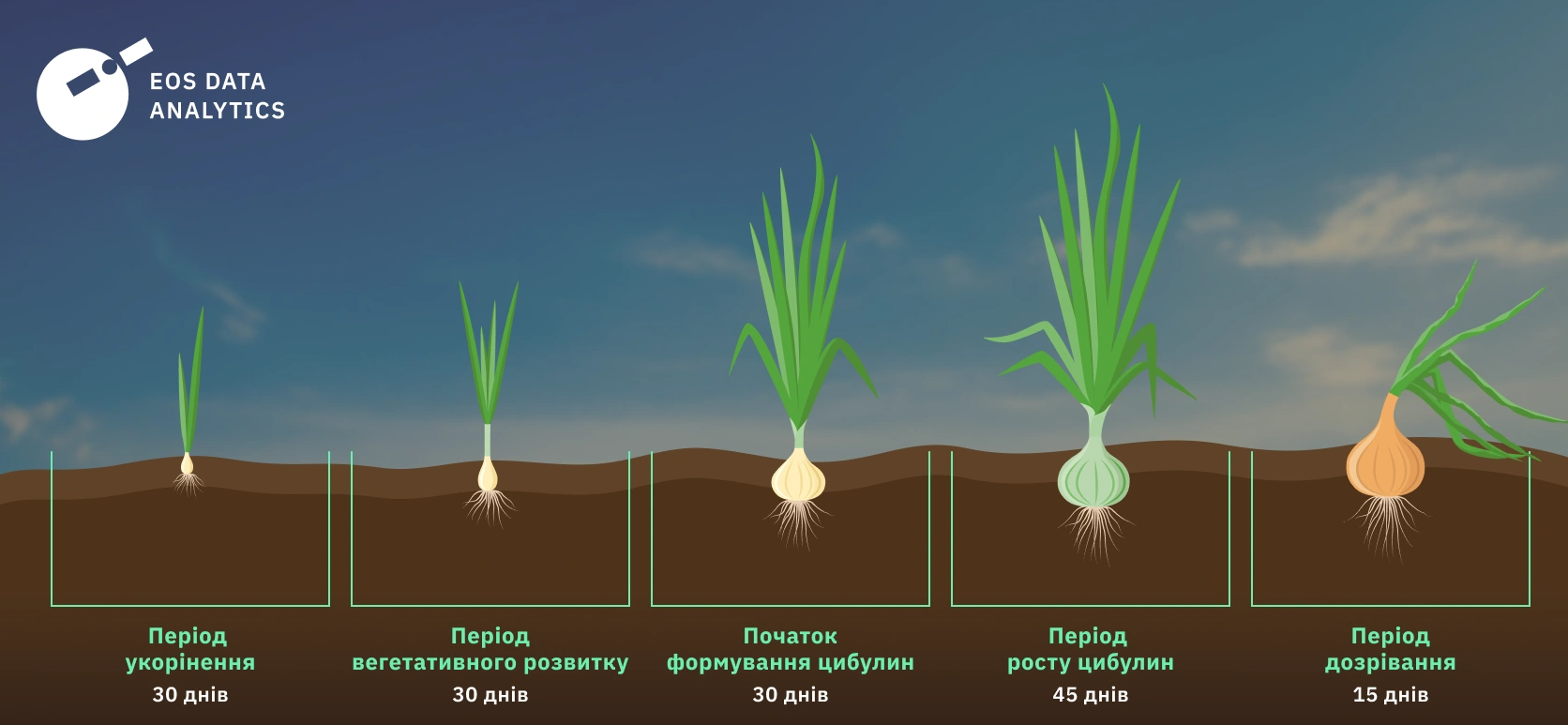 Коли садити цибулю весною: поради, схеми, календар - фото 3