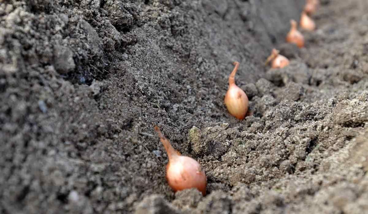 Коли садити цибулю весною: поради, схеми, календар - фото 2