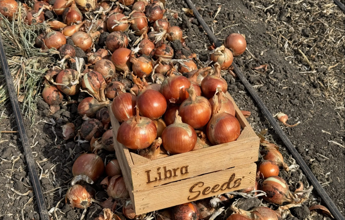 Коли садити цибулю весною: поради, схеми, календар - фото 4