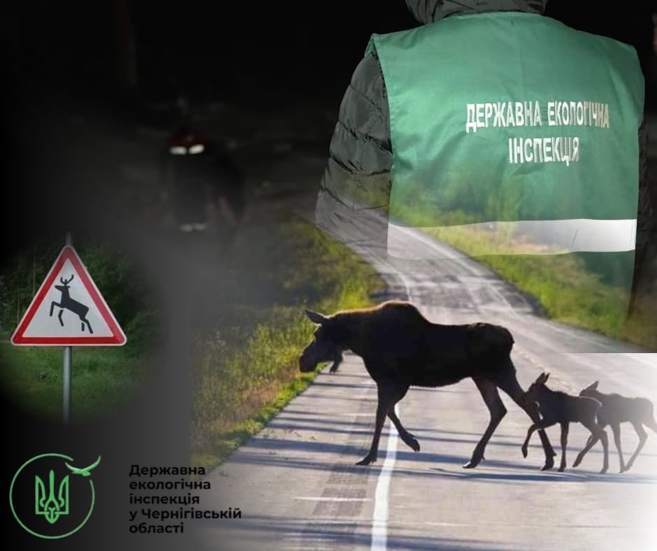 На трасі Київ–Чернігів–Нові Яриловичі автомобіль збив червонокнижного лося - фото 2