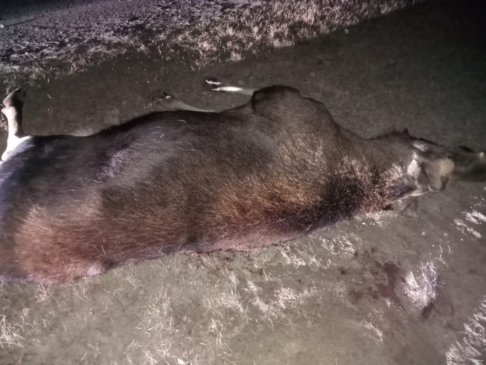 На трасі Київ–Чернігів–Нові Яриловичі автомобіль збив червонокнижного лося