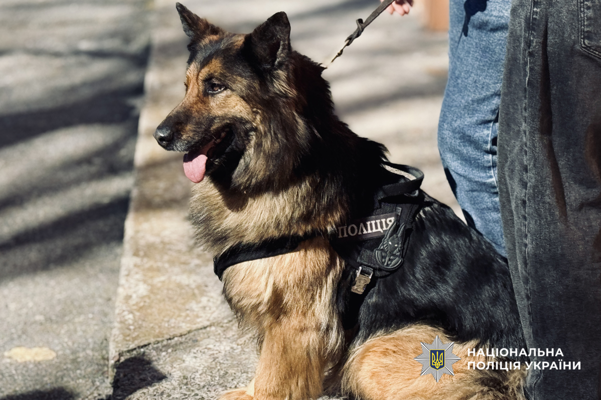 Черкаські кінологи провели заняття у Чигиринському ліцеї імені Богдана Хмельницького. Фото - фото 4