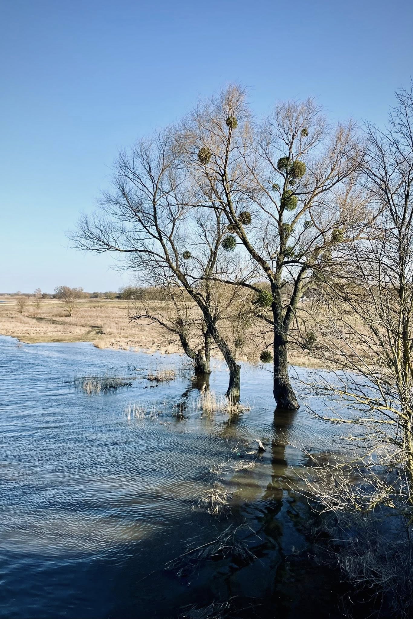 Повінь на річці Тясмин у Черкаській області. Фото - фото 3