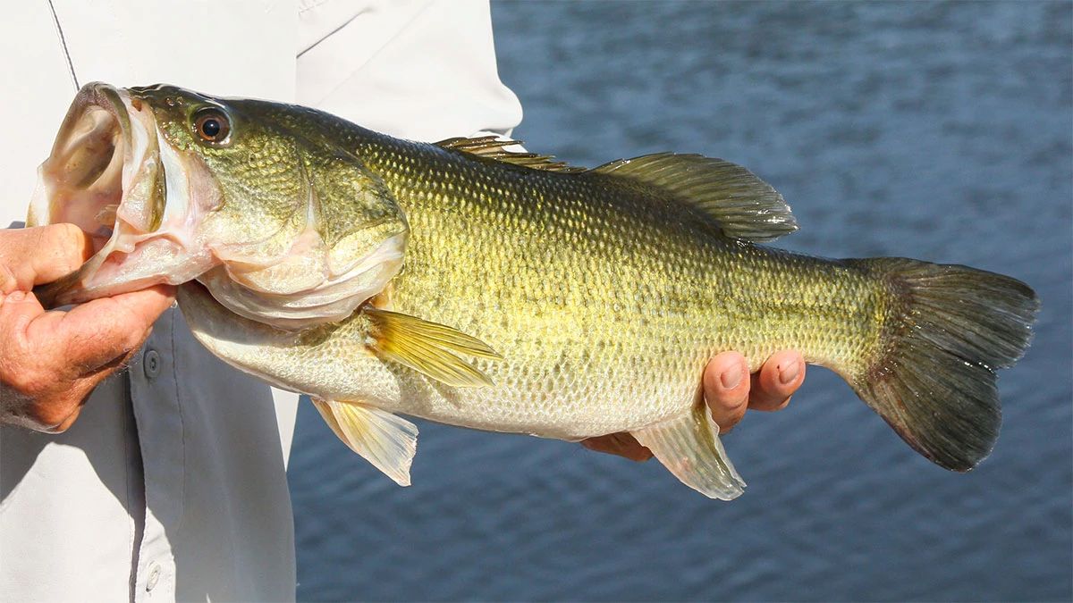 Мудрі рибалки радять: прикмети і хитрощі для ідеальної риболовлі - фото 2