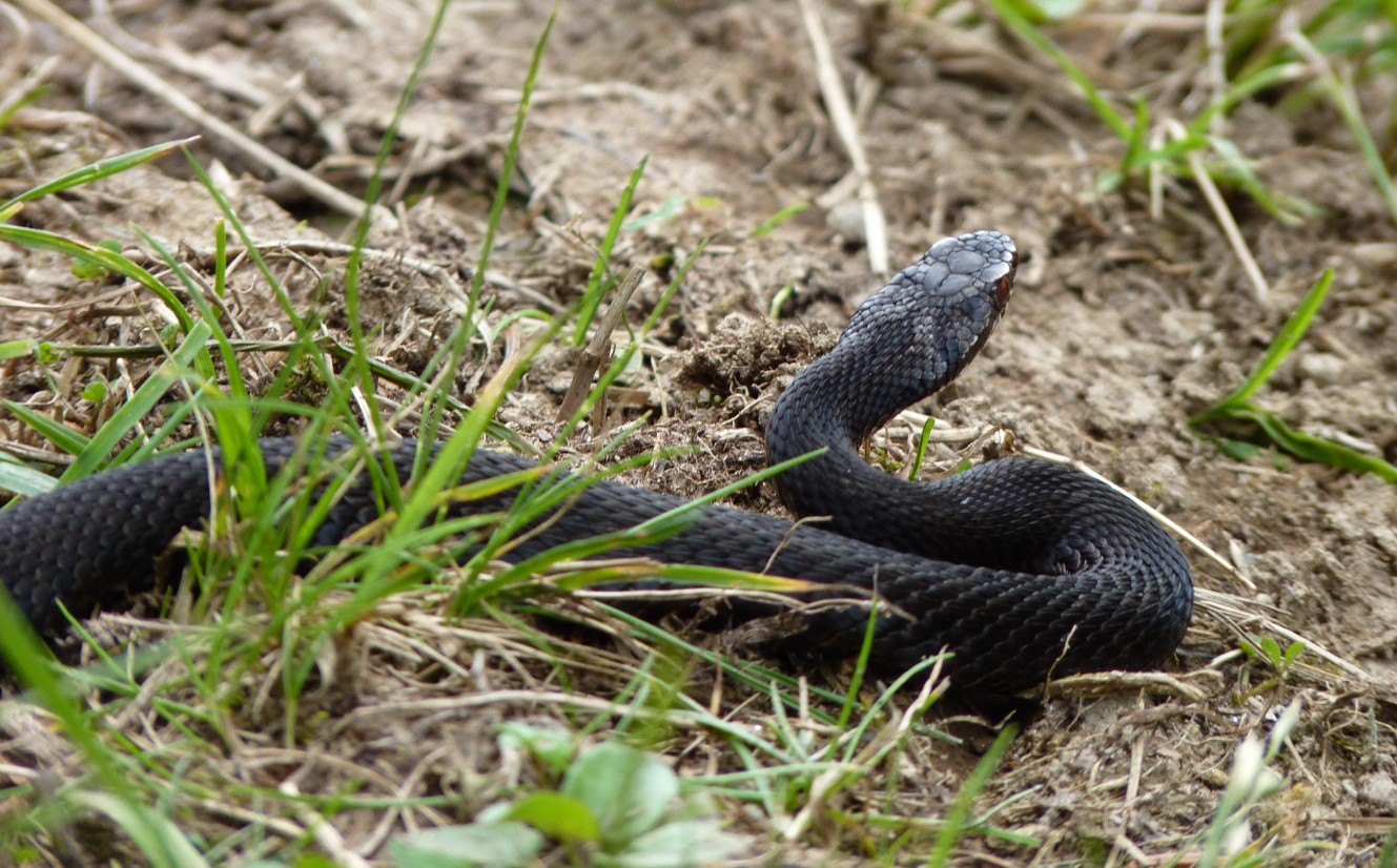Прокинулися після зими змії Черкащини: де чатує небезпека та що робити при укусі