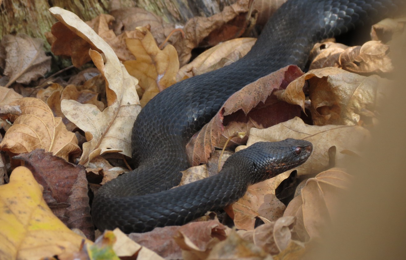 Прокинулися після зими змії Черкащини: де чатує небезпека та що робити при укусі - фото 2