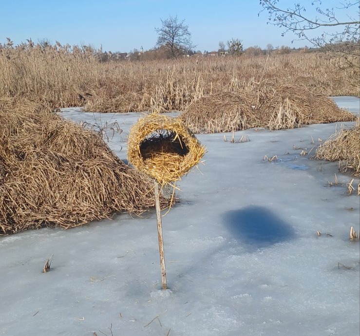 На Київщині для диких качок облаштовують штучні гнізда