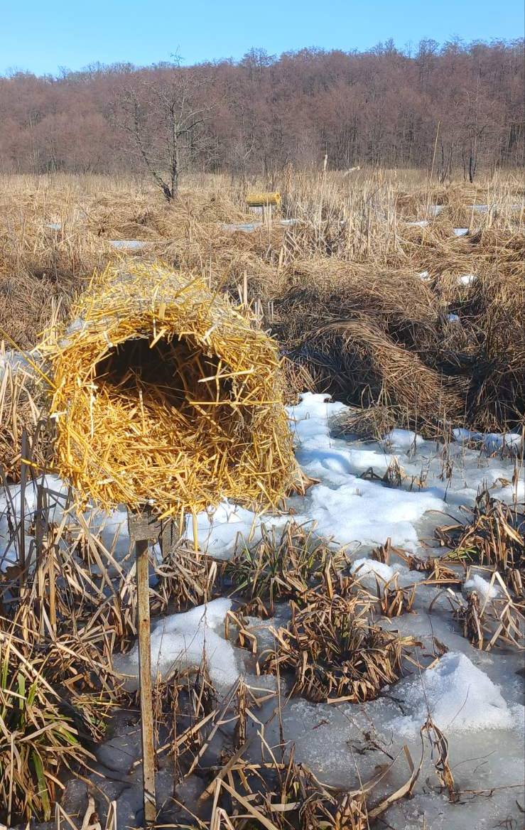 На Київщині для диких качок облаштовують штучні гнізда - фото 2
