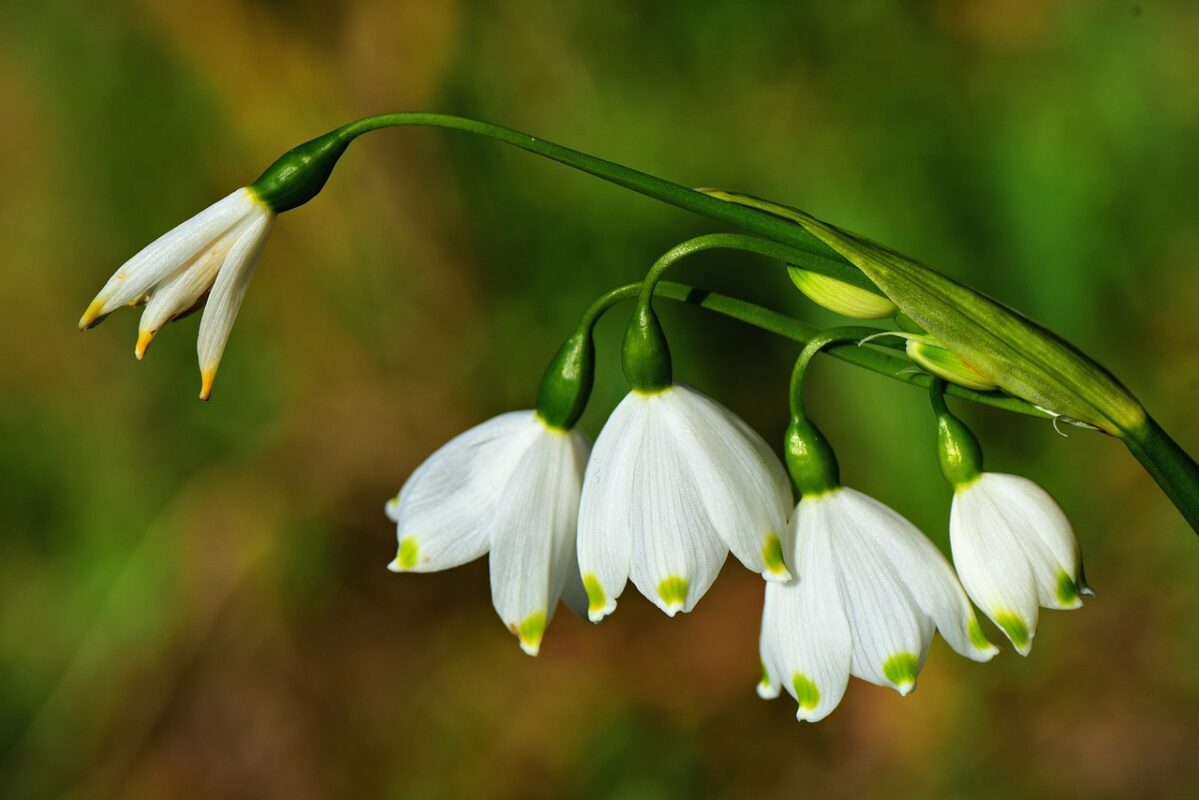 Свято Теплого Олекси 2026: дата, народні прикмети та заборони