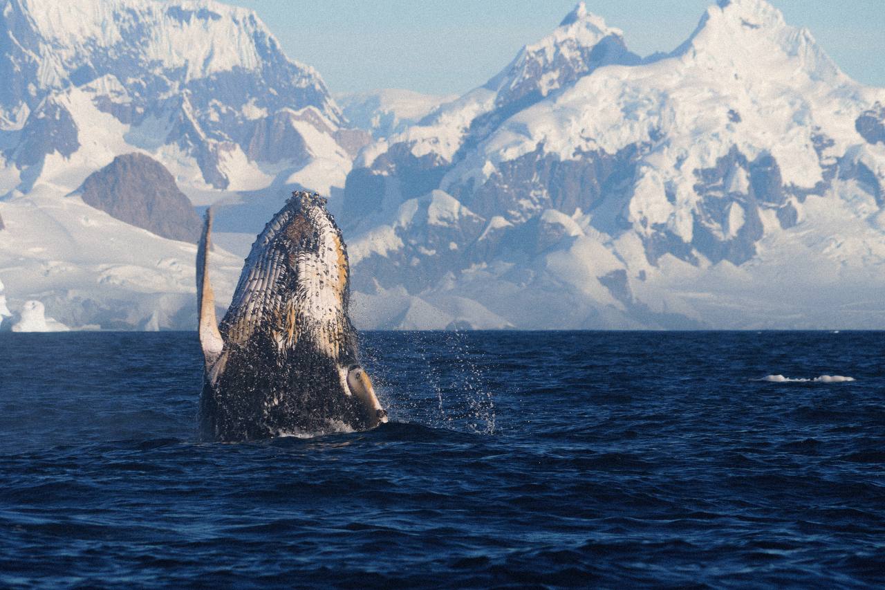Біля української антарктичної станції зафіксували стрибки горбатого кита - фото 2