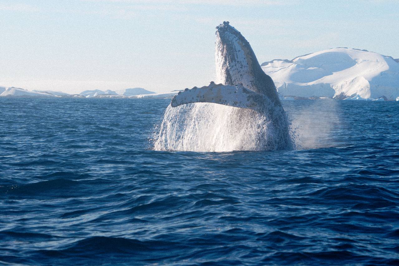 Біля української антарктичної станції зафіксували стрибки горбатого кита