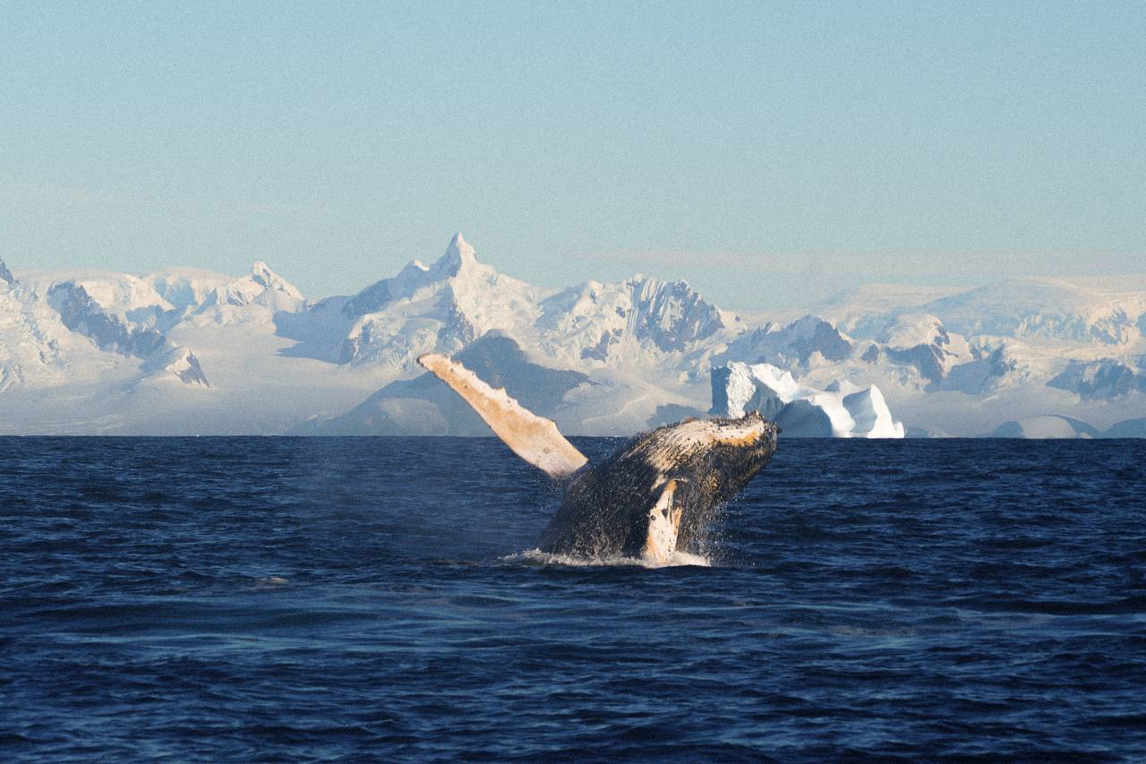 Біля української антарктичної станції зафіксували стрибки горбатого кита - фото 3