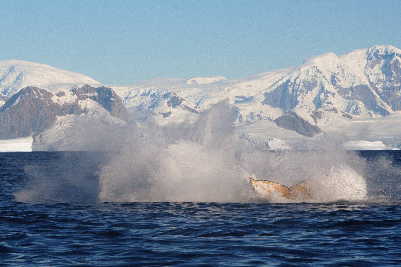 Біля української антарктичної станції зафіксували стрибки горбатого кита - фото 4