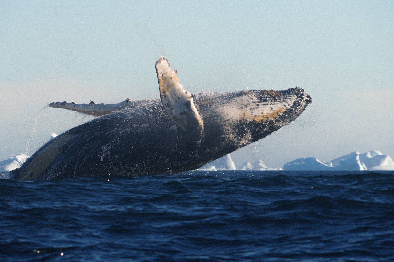 Біля української антарктичної станції зафіксували стрибки горбатого кита - фото 7