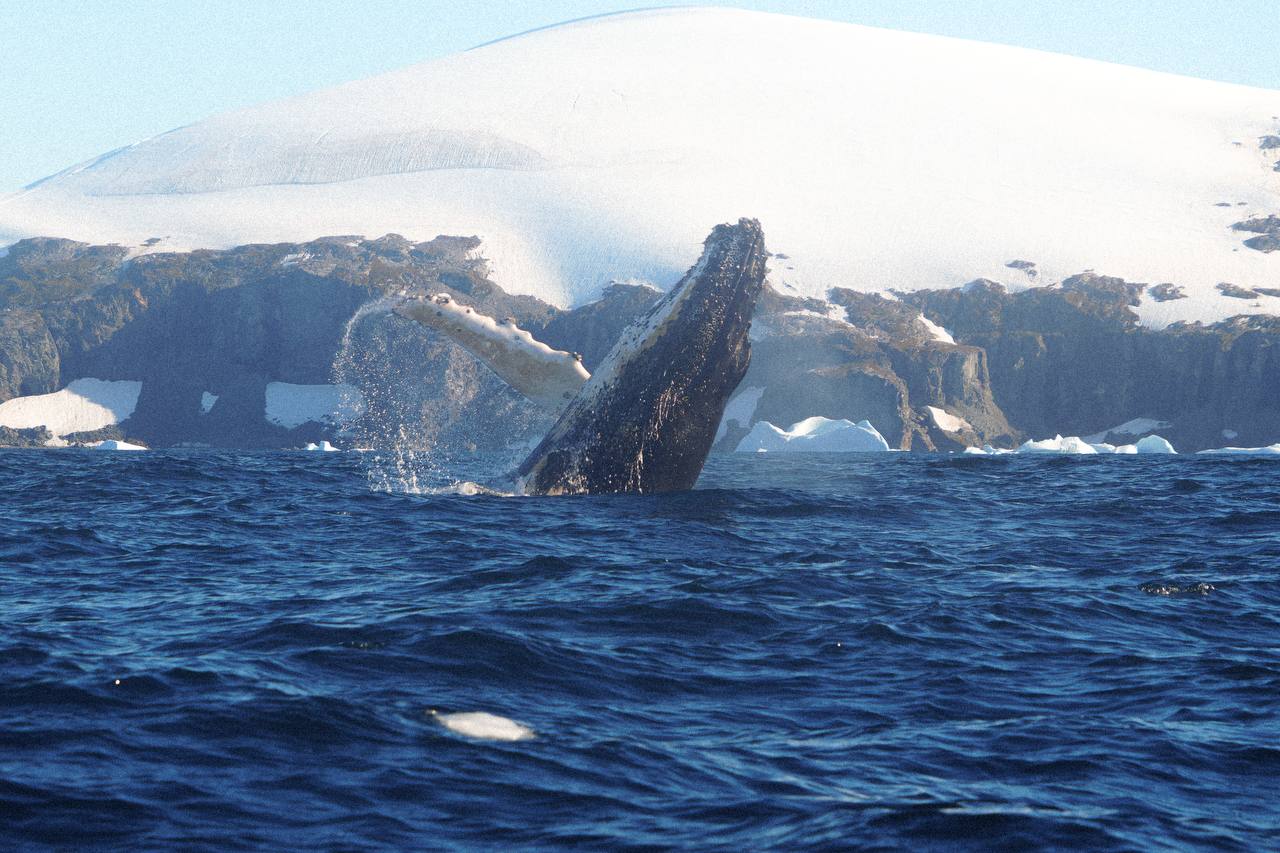 Біля української антарктичної станції зафіксували стрибки горбатого кита - фото 6