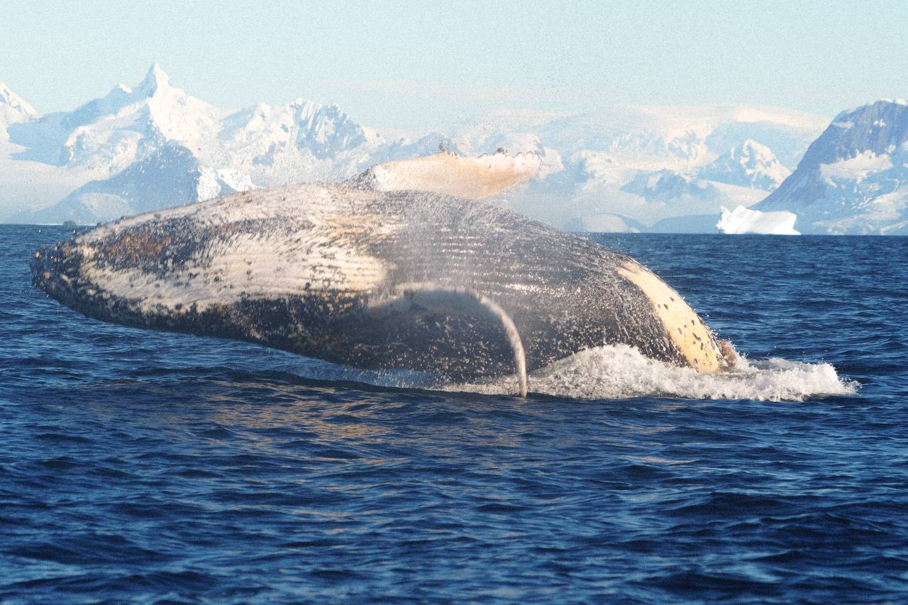 Біля української антарктичної станції зафіксували стрибки горбатого кита - фото 5