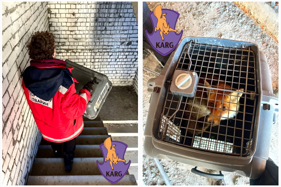 В Ірпені врятували лисицю, яка піднялася на 10-й поверх недобудови