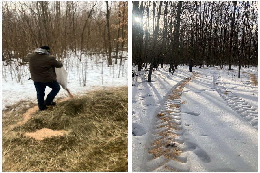 У селі на Київщині місцеві мешканці врятували понад 60 козуль