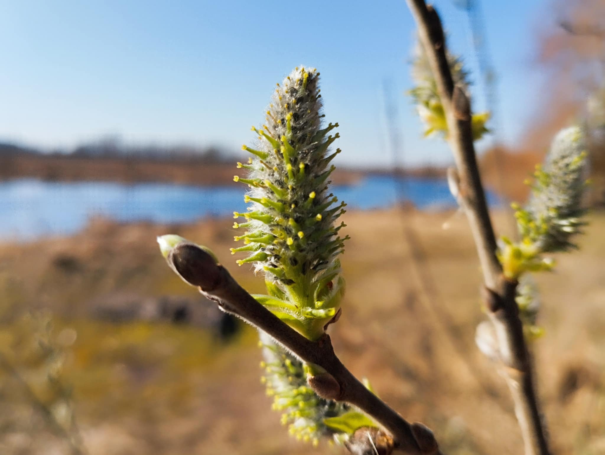 Коли Вербна неділя 2026: історія свята, привітання, традиції - фото 4