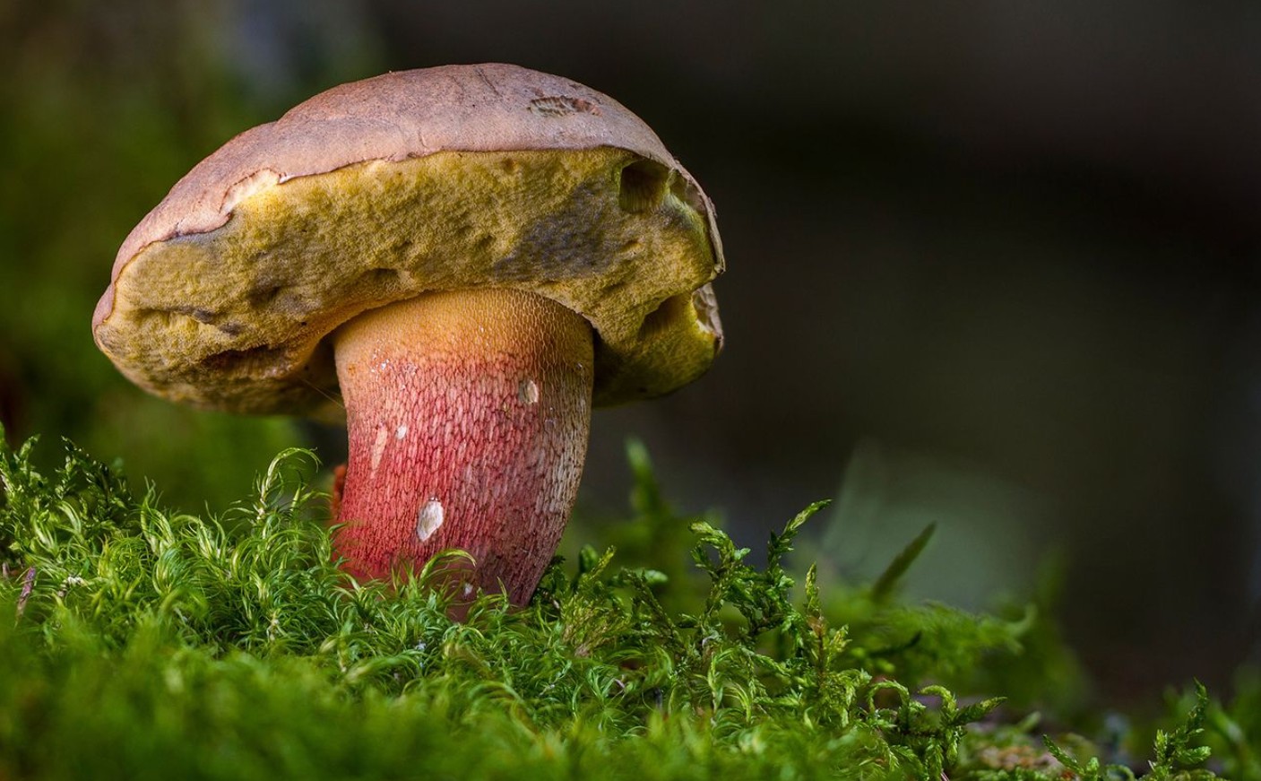 Гриби Черкащини: їстівні, отруйні та рідкісні гриби Черкаської області