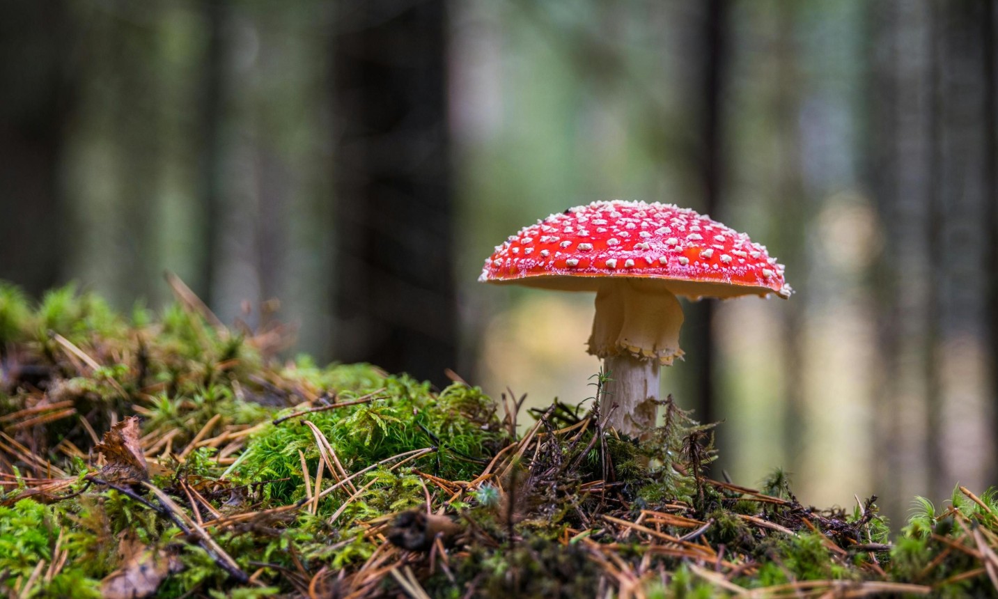 Гриби Черкащини: їстівні, отруйні та рідкісні гриби Черкаської області - фото 2