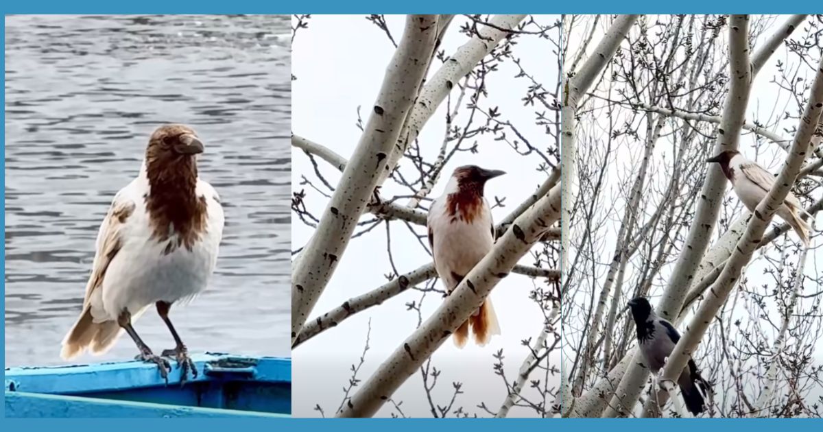 У Києві зафільмували білу ворону