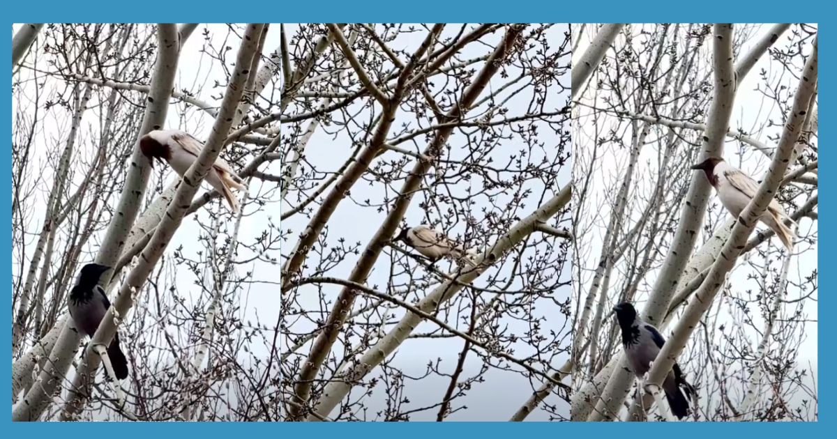 У Києві зафільмували білу ворону - фото 2