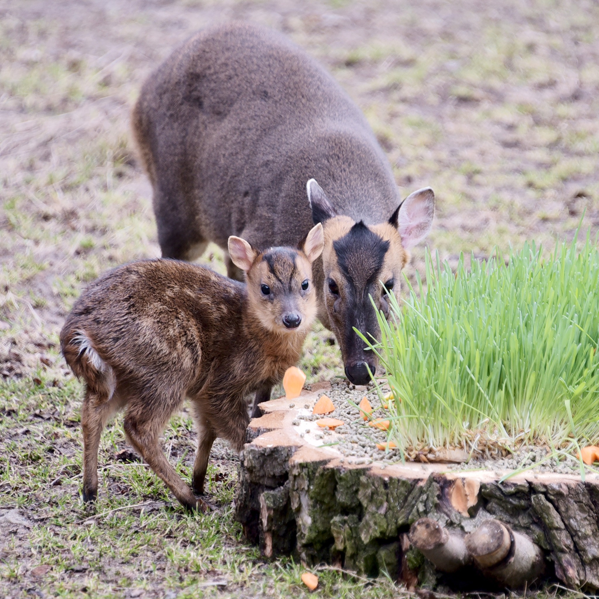 Поранений під час обстрілу мунтжак Мо у КиївЗоо одужав і вже має потомство