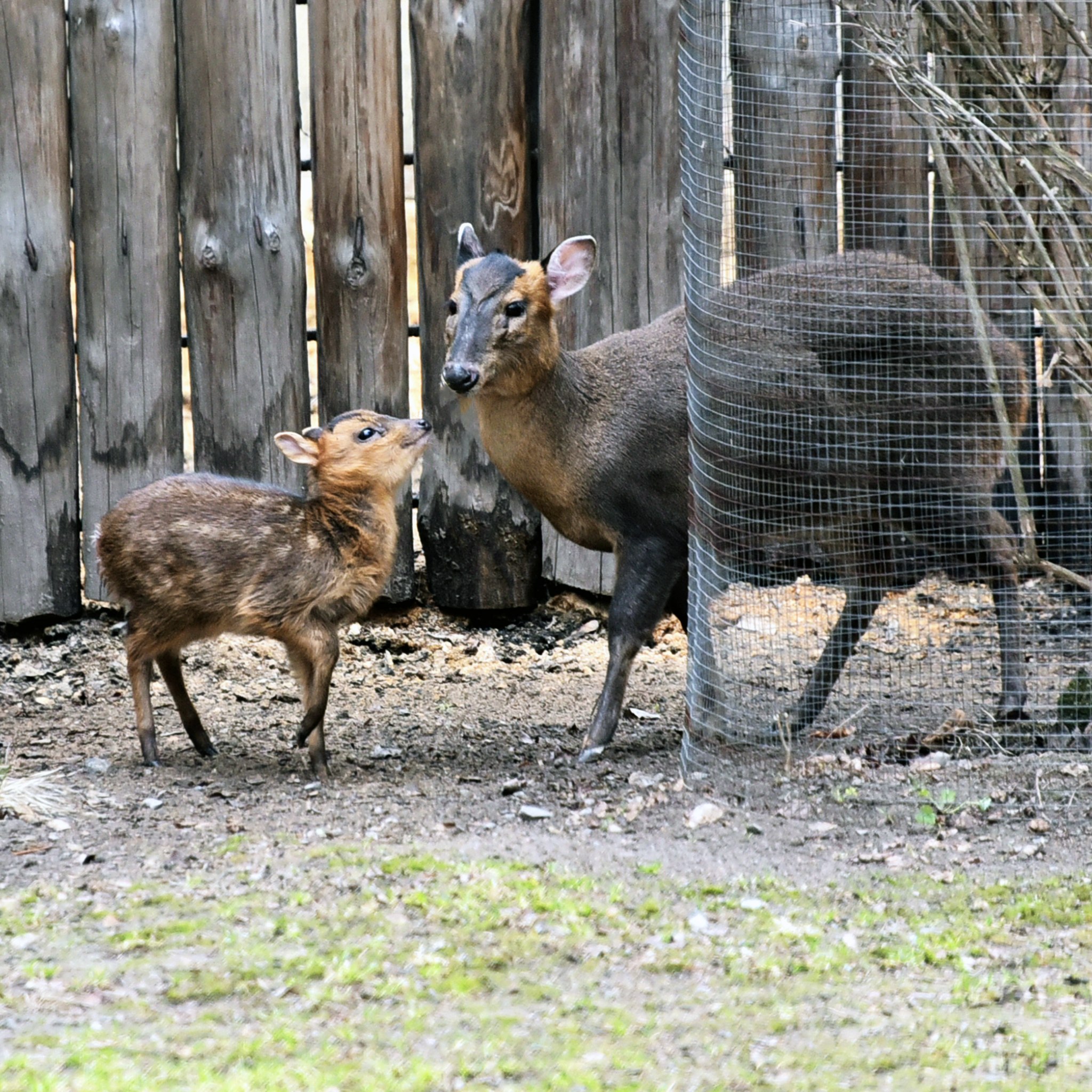 Поранений під час обстрілу мунтжак Мо у КиївЗоо одужав і вже має потомство - фото 5