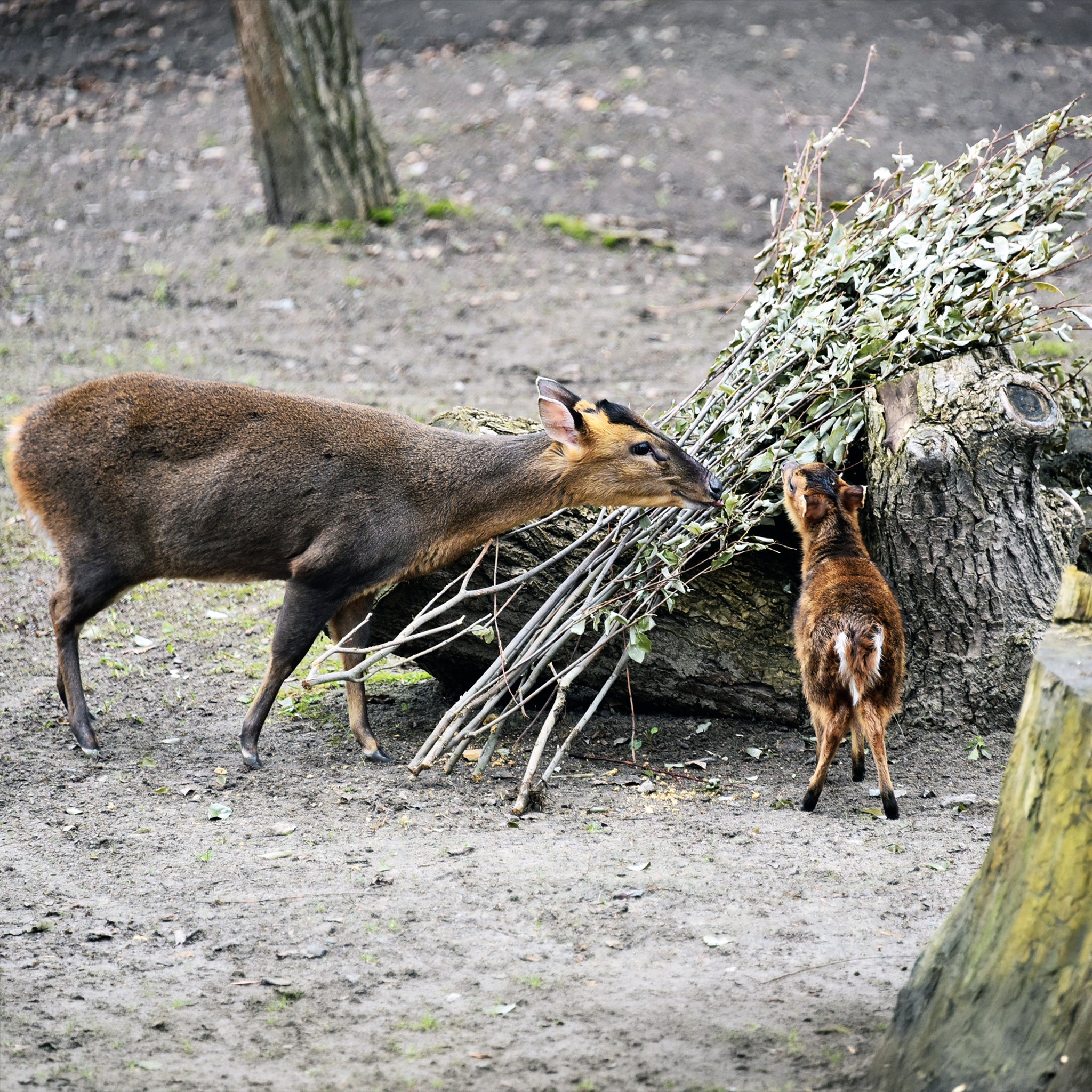 Поранений під час обстрілу мунтжак Мо у КиївЗоо одужав і вже має потомство - фото 4