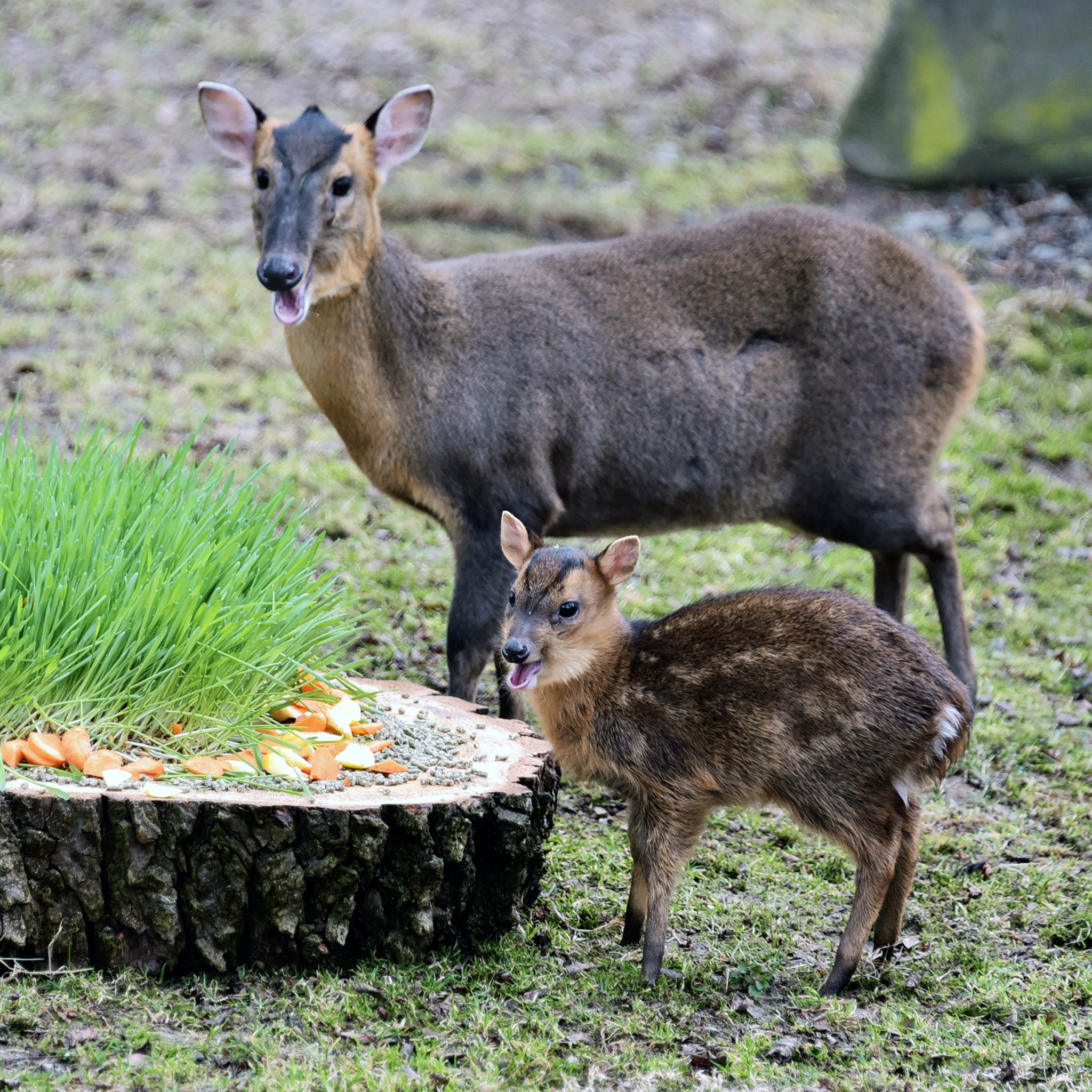 Поранений під час обстрілу мунтжак Мо у КиївЗоо одужав і вже має потомство - фото 3