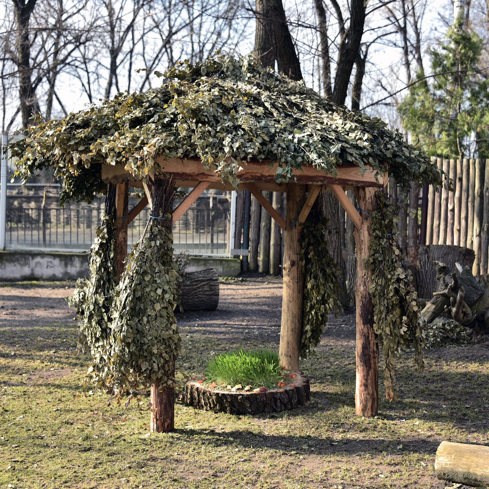 Поранений під час обстрілу мунтжак Мо у КиївЗоо одужав і вже має потомство - фото 6