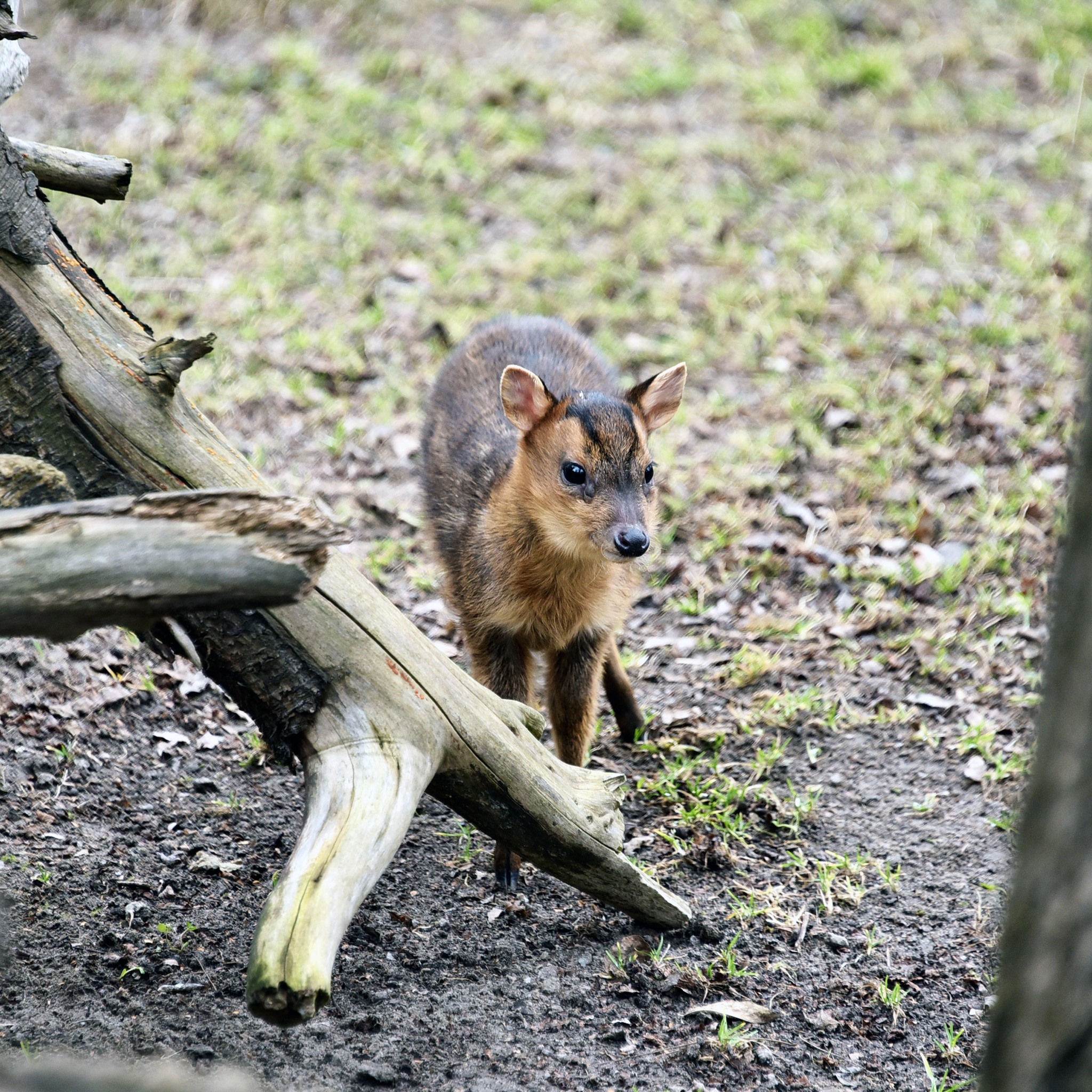 Поранений під час обстрілу мунтжак Мо у КиївЗоо одужав і вже має потомство - фото 2