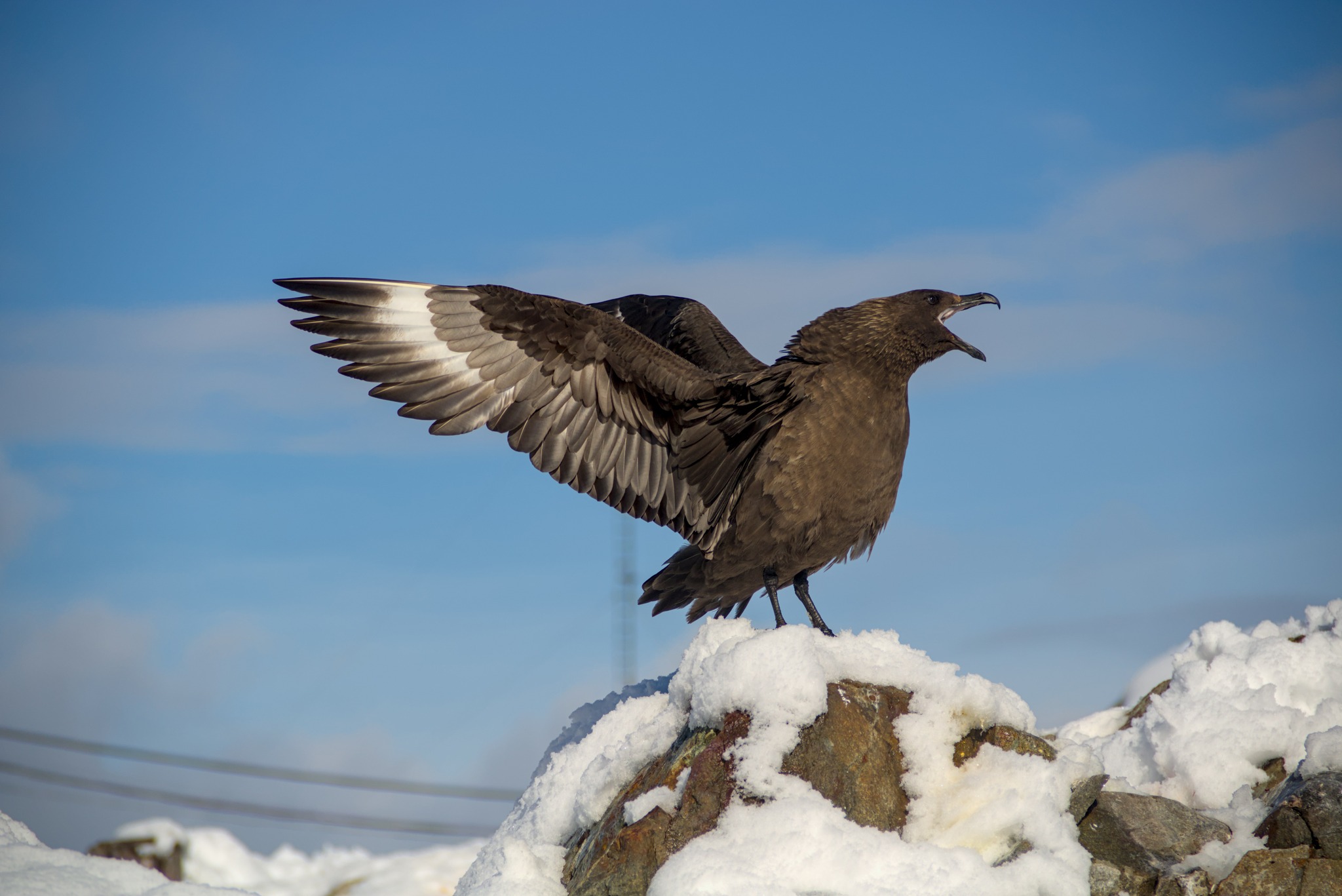 Київська біологиня перемогла у міжнародному конкурсі наукових зображень - фото 2