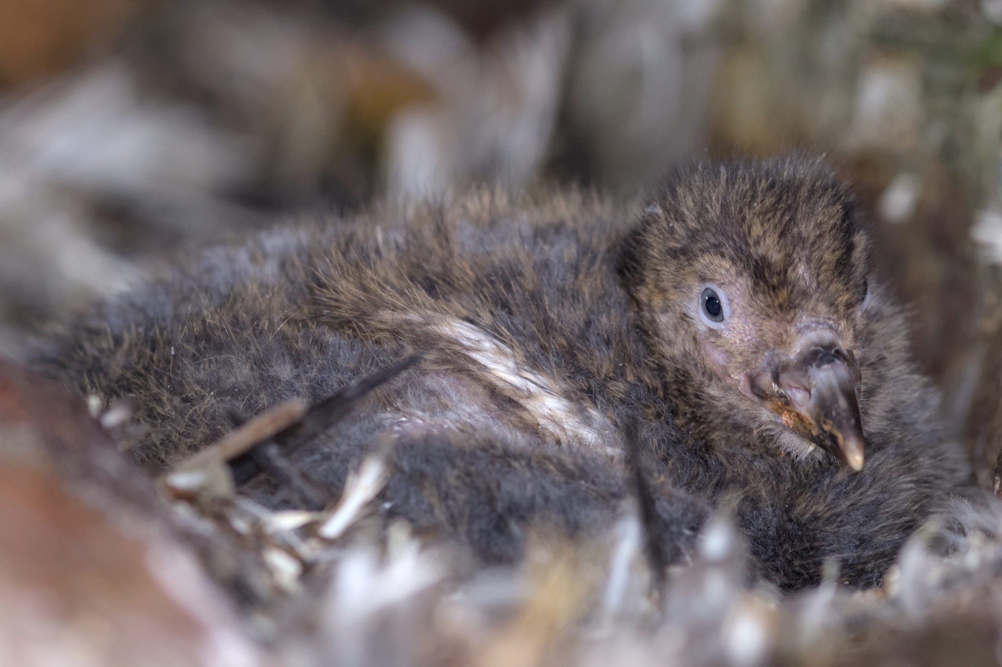 Київська біологиня перемогла у міжнародному конкурсі наукових зображень - фото 3