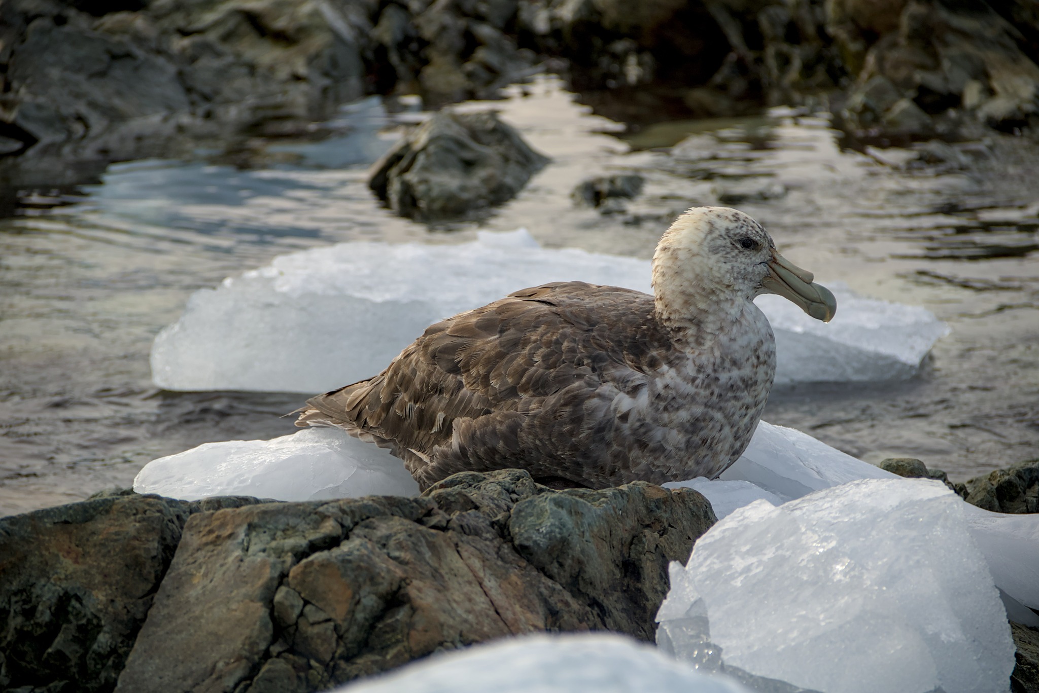 Київська біологиня перемогла у міжнародному конкурсі наукових зображень - фото 2