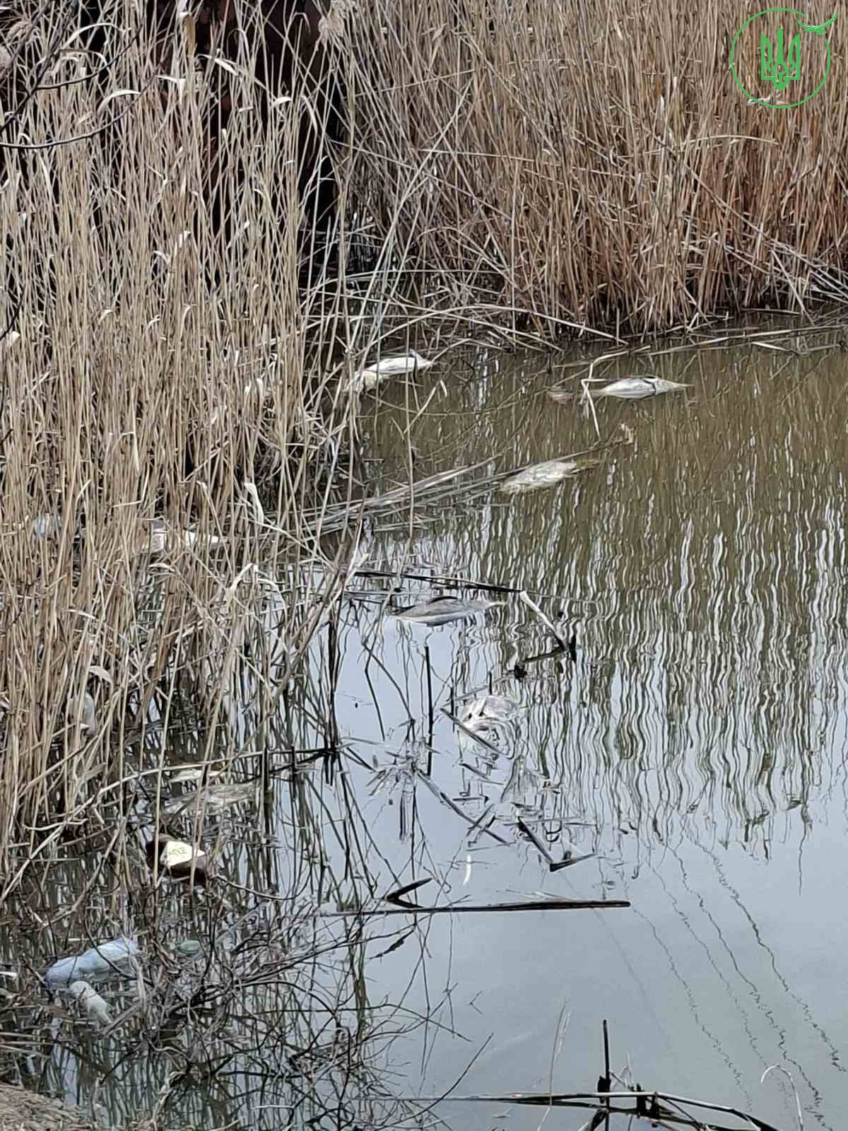 Задуху риби виявили у ставку села на Черкащині - фото 2