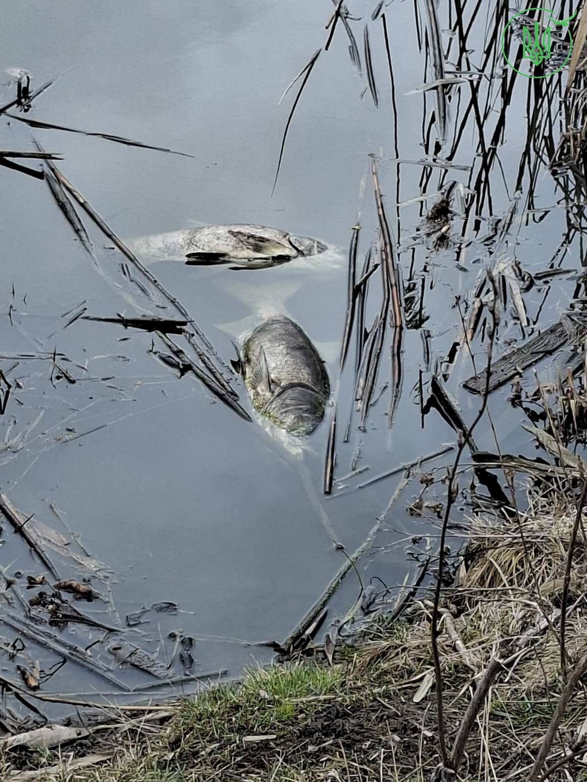 Задуху риби виявили у ставку села на Черкащині - фото 3