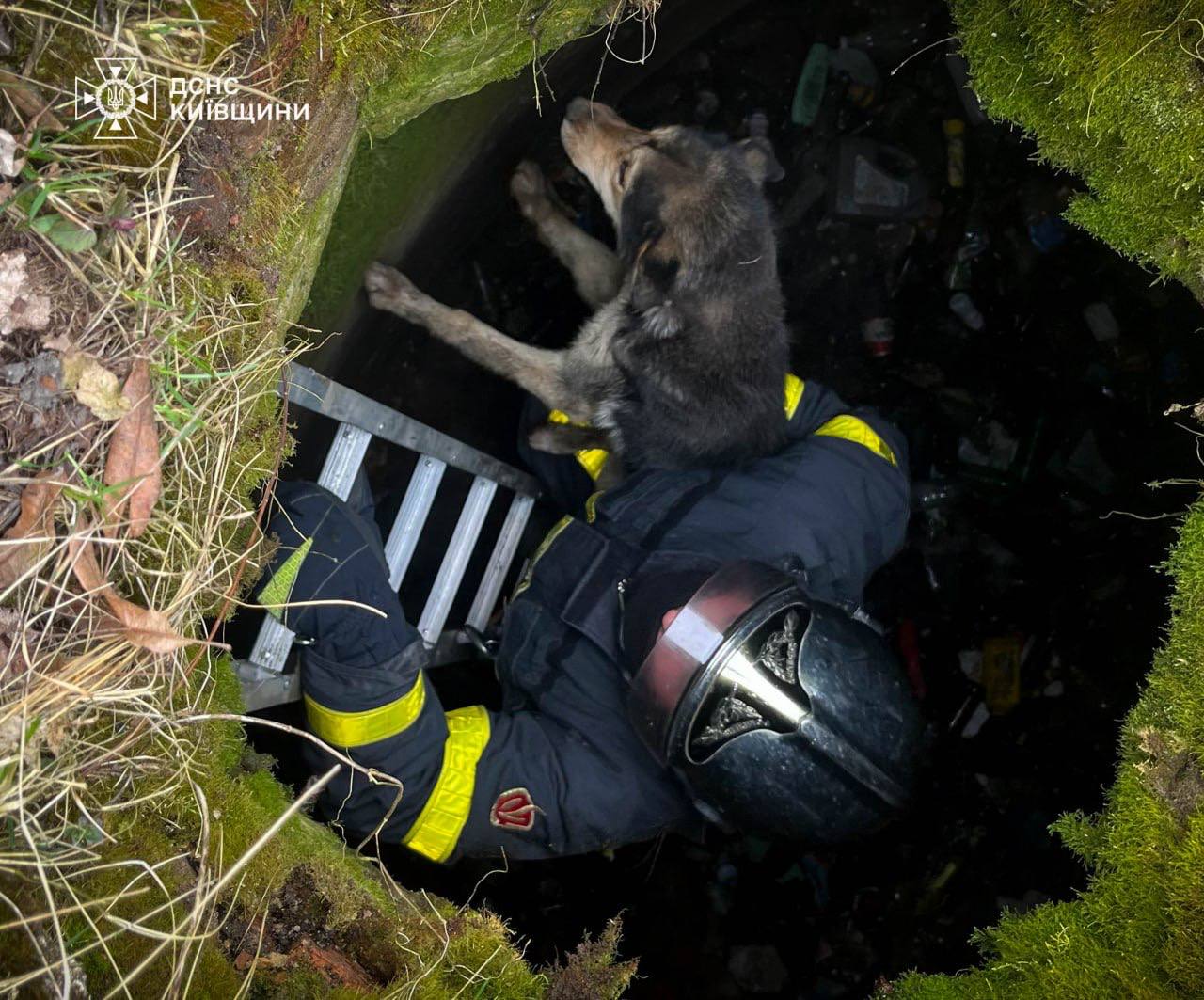 Надзвичайники врятували собаку, який впав у яму на Київщині - фото 2