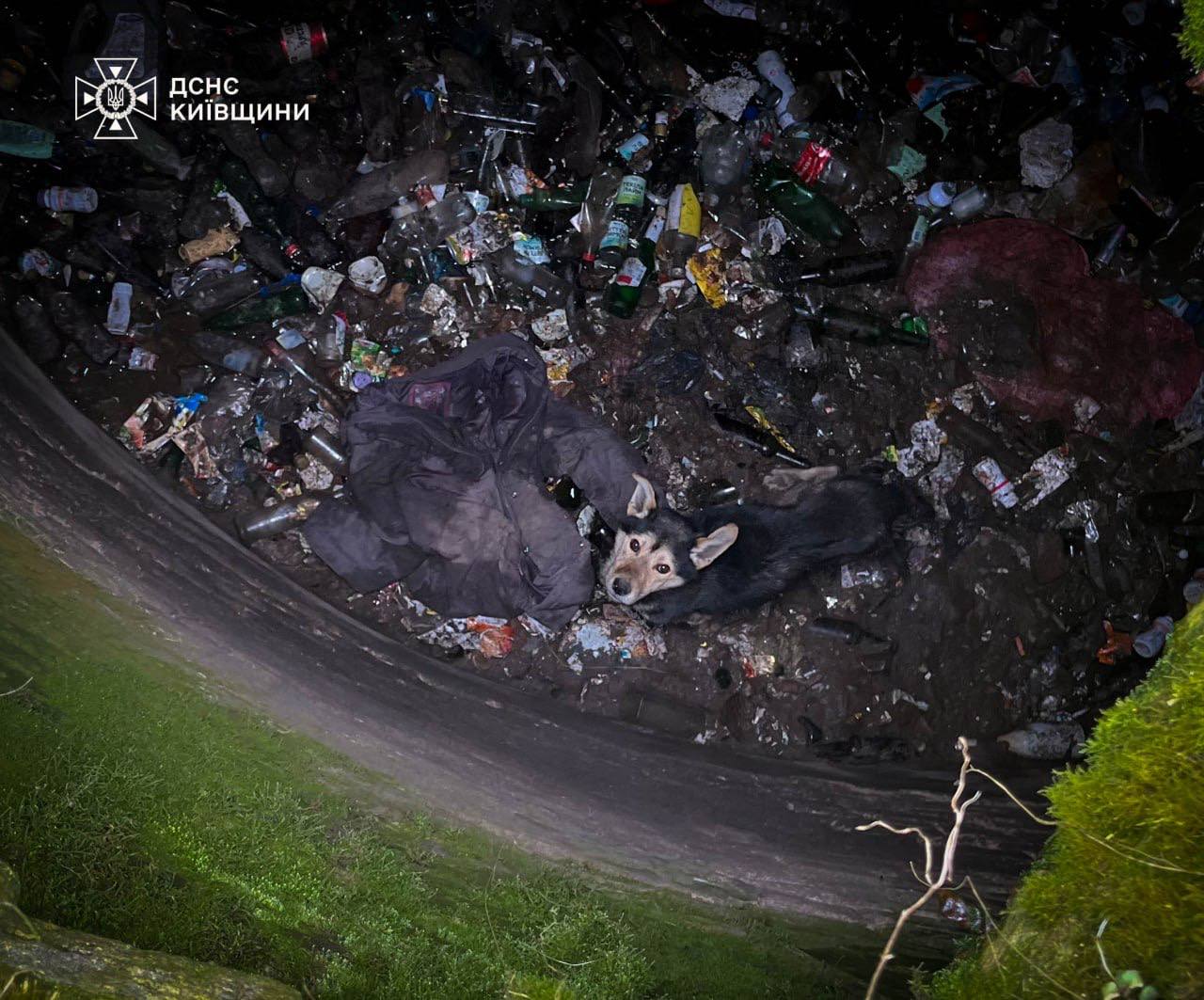 Надзвичайники врятували собаку, який впав у яму на Київщині