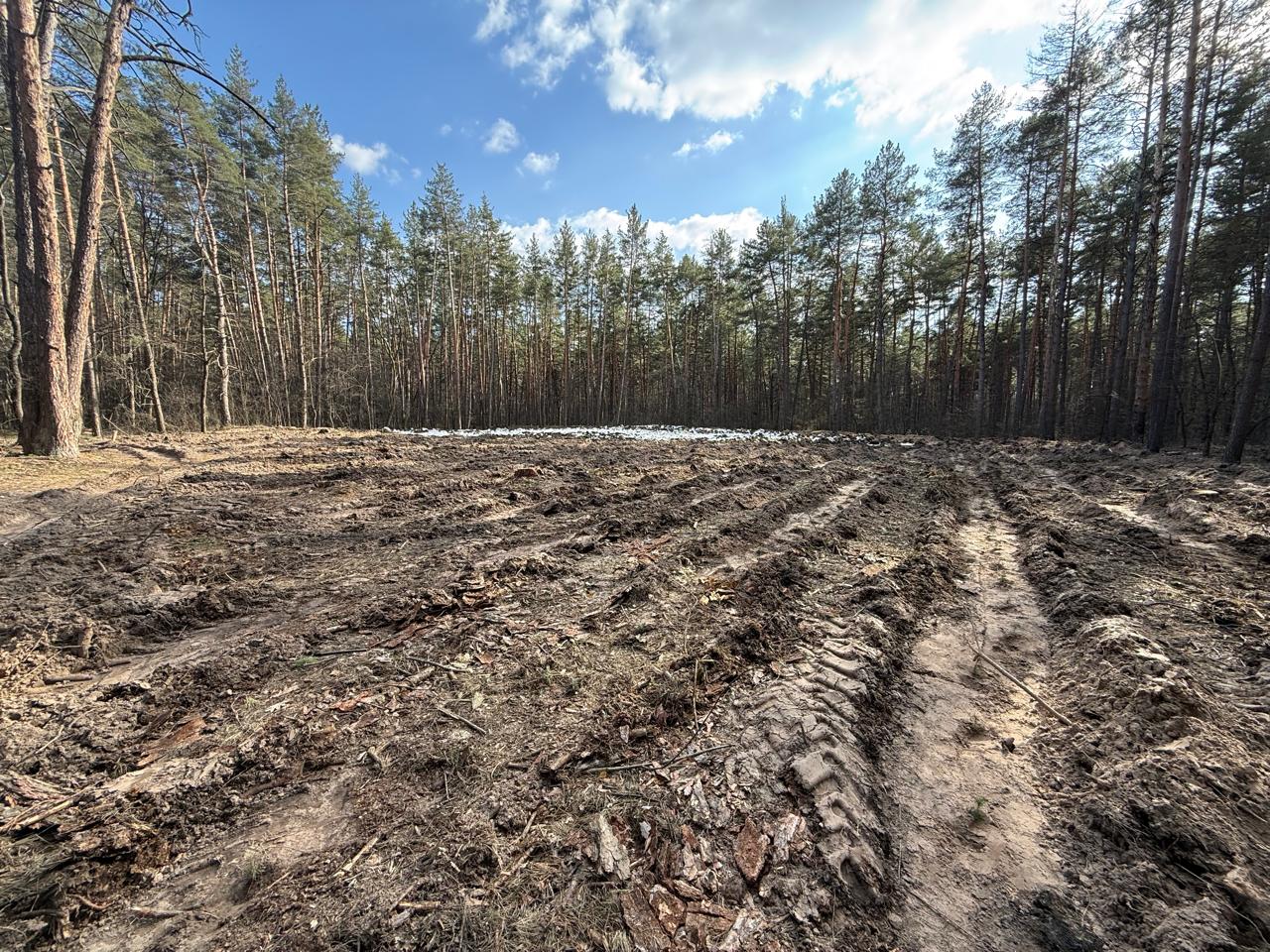 У Києві відновлюють ліс після ракетного удару: висадили 3 тисячі дерев - фото 2