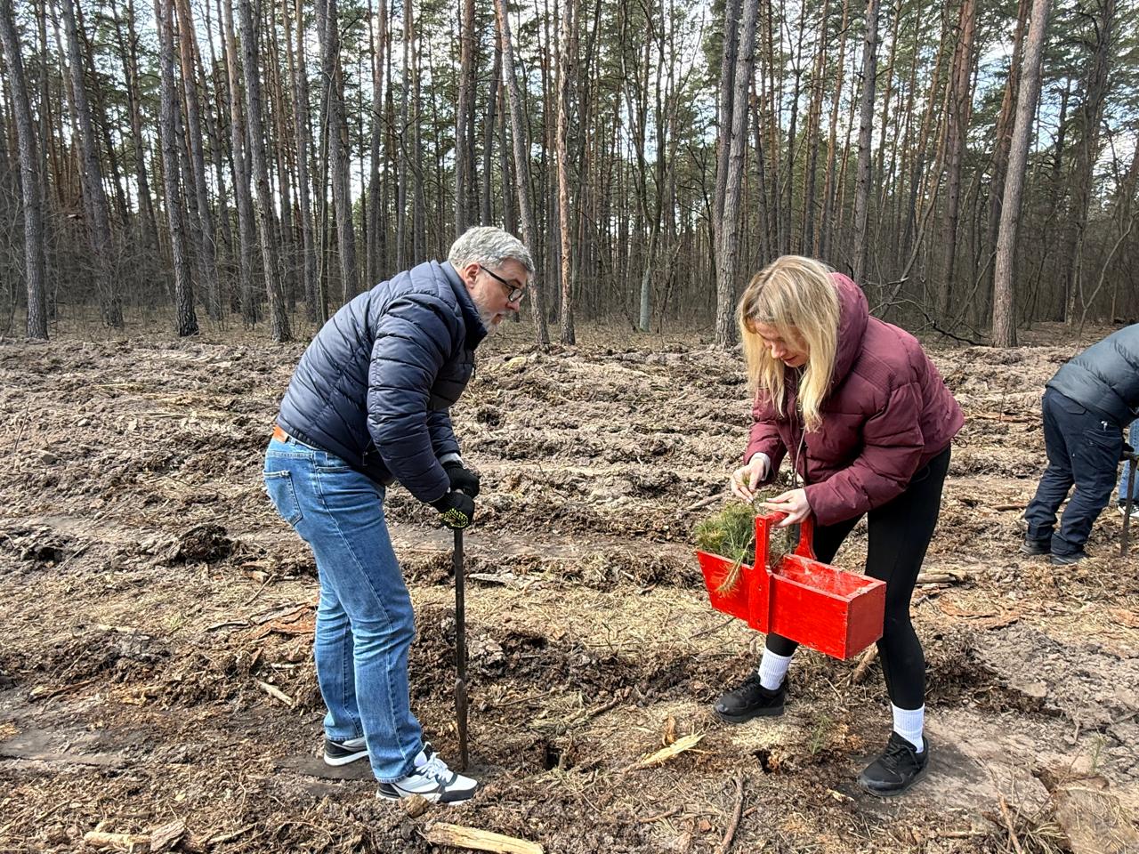 У Києві відновлюють ліс після ракетного удару: висадили 3 тисячі дерев