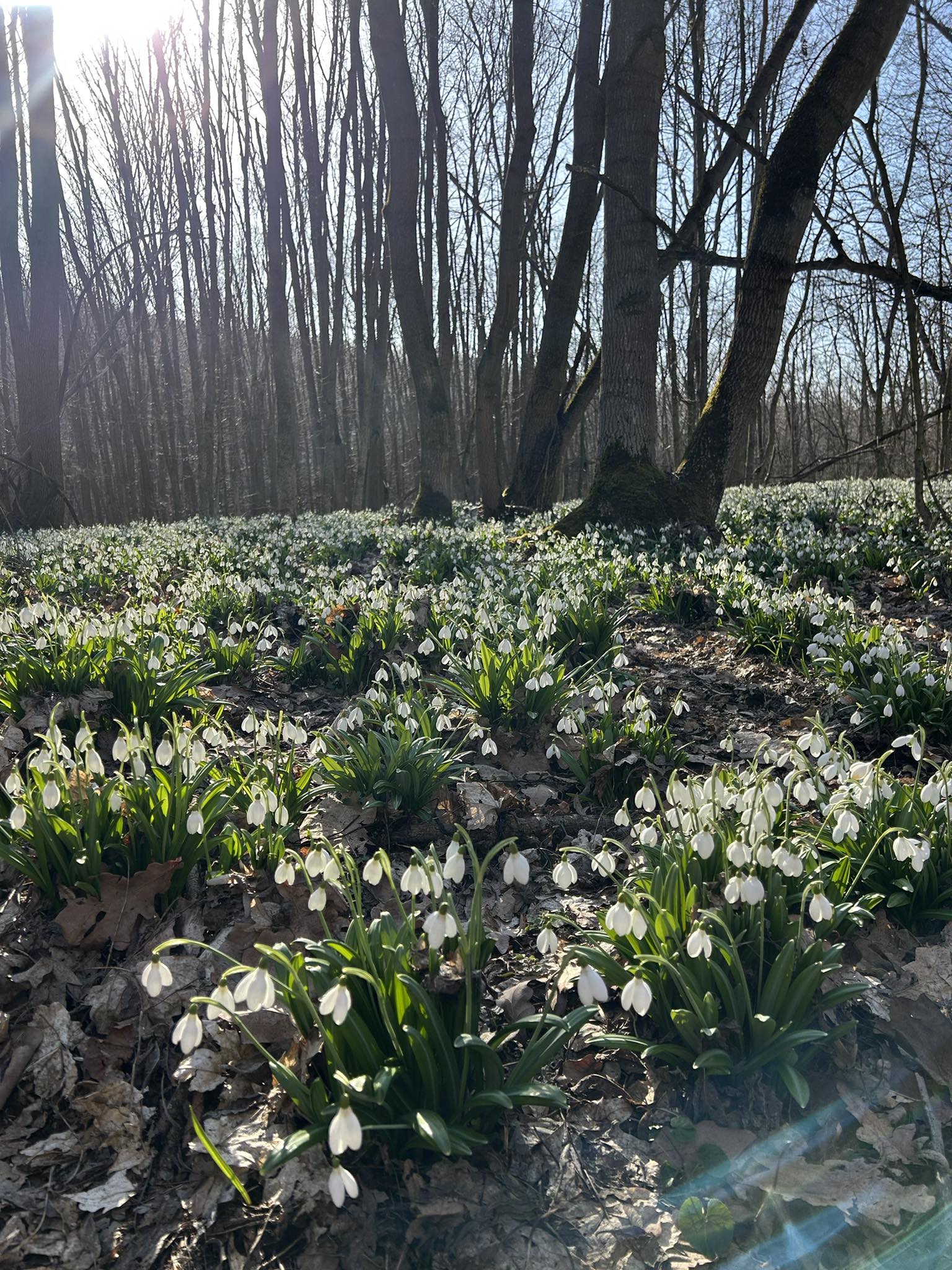 На Черкащині квітнуть гектари підсніжників. Фото із Холодного Яру