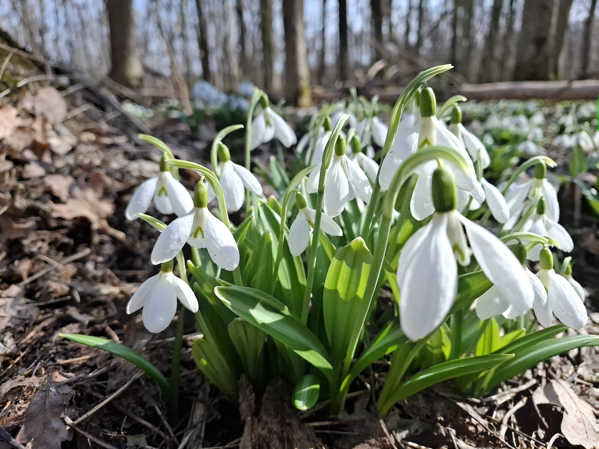На Черкащині квітнуть гектари підсніжників. Фото із Холодного Яру - фото 2