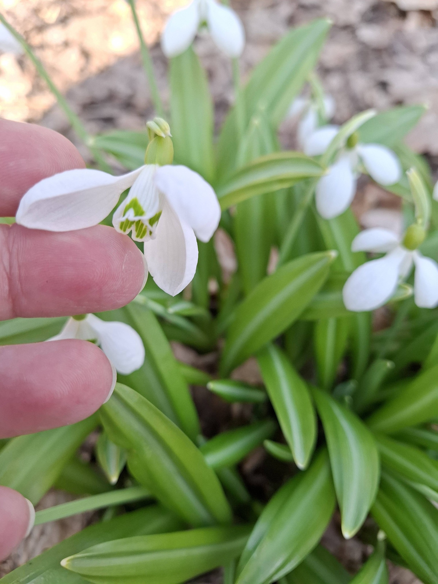 На Черкащині квітнуть гектари підсніжників. Фото із Холодного Яру - фото 3
