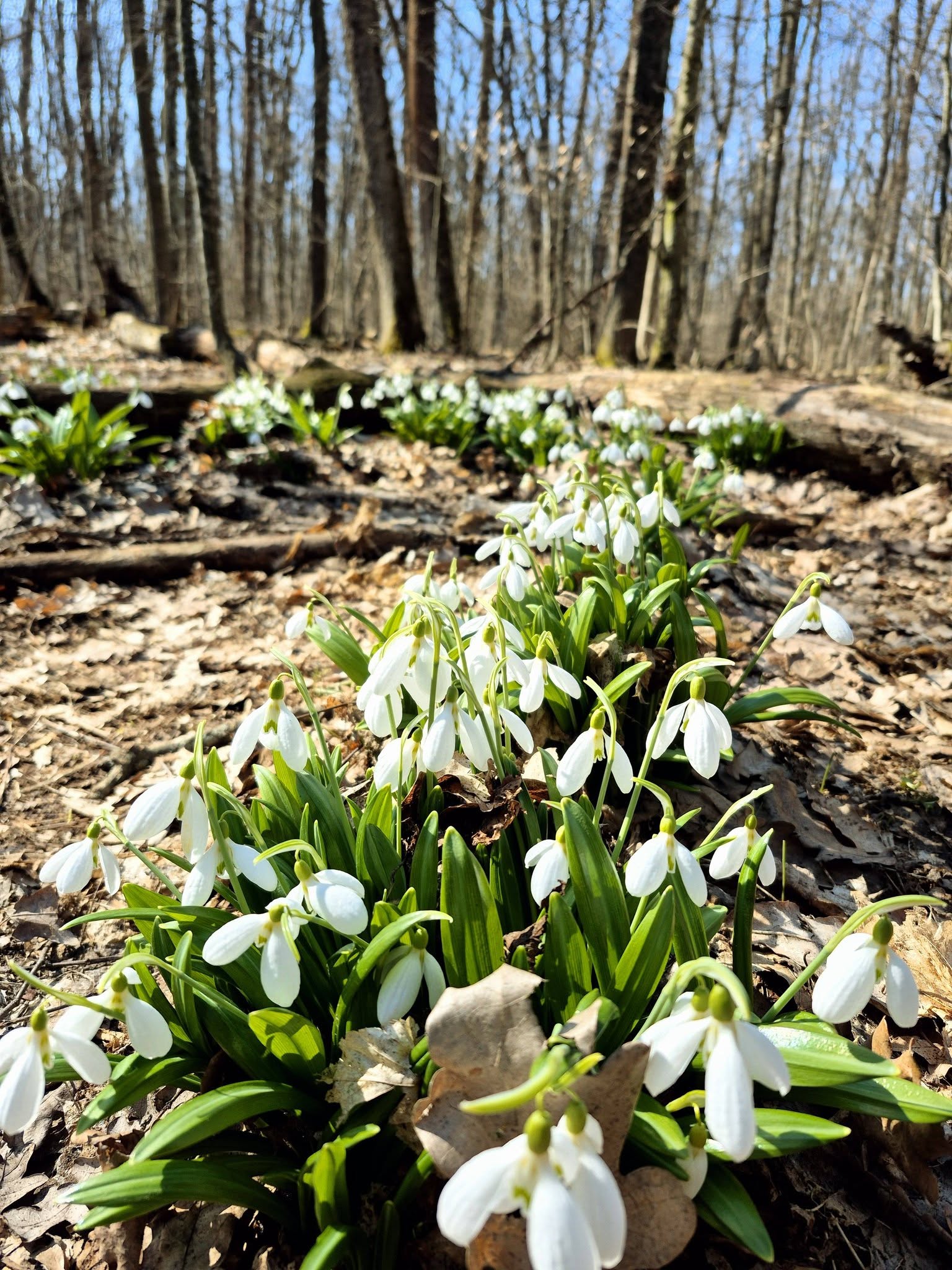 На Черкащині квітнуть гектари підсніжників. Фото із Холодного Яру - фото 4