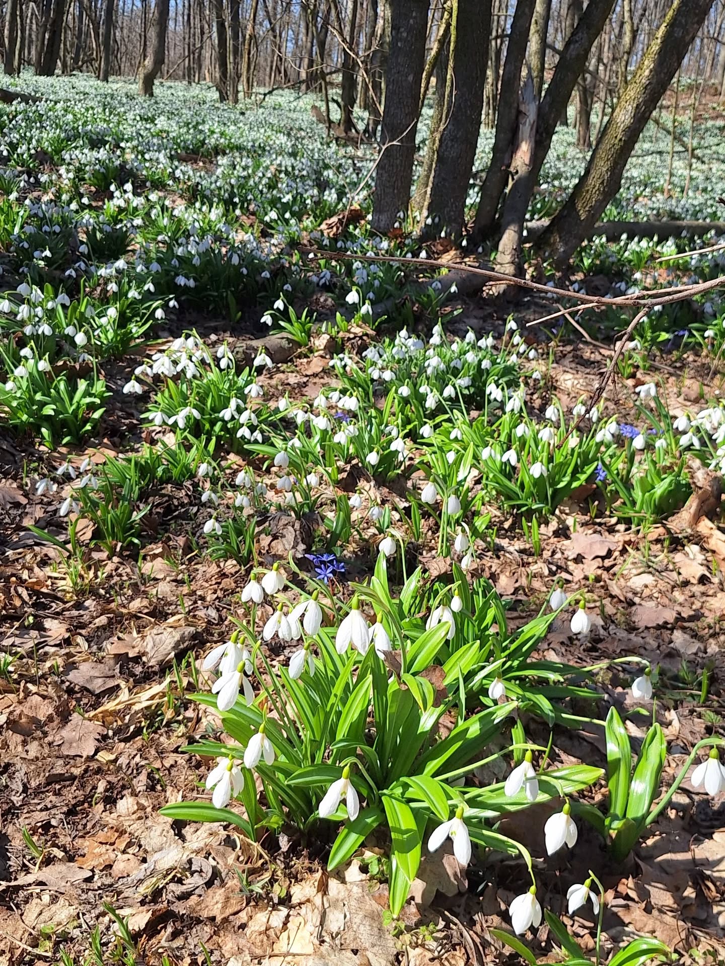 На Черкащині квітнуть гектари підсніжників. Фото із Холодного Яру - фото 6