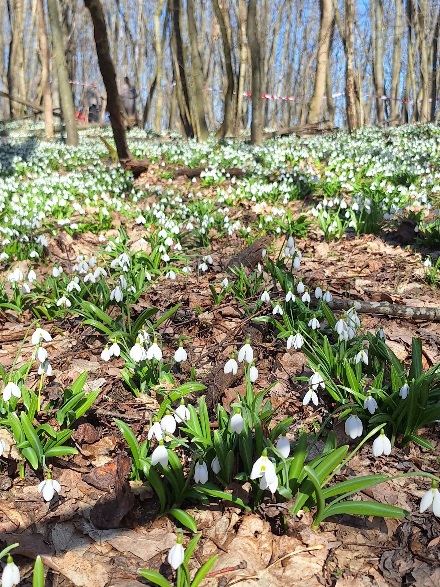 На Черкащині квітнуть гектари підсніжників. Фото із Холодного Яру - фото 7