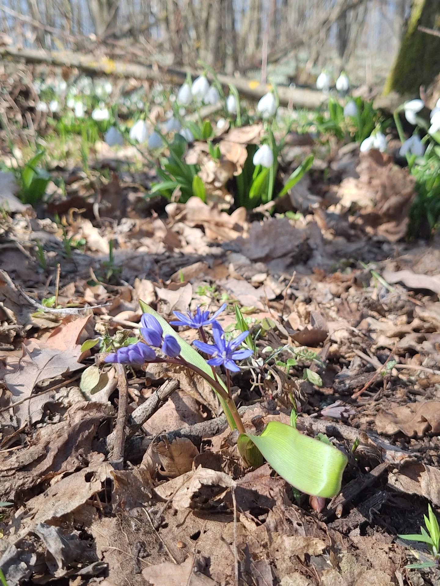 На Черкащині квітнуть гектари підсніжників. Фото із Холодного Яру - фото 8